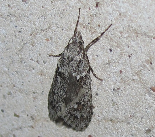 Diurnea fagella (Chimabachidae)